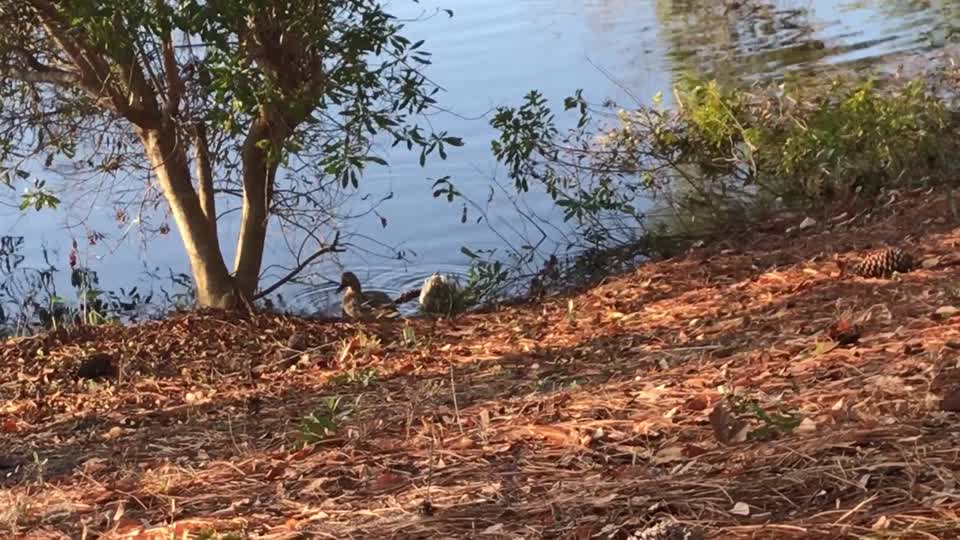 Ducks