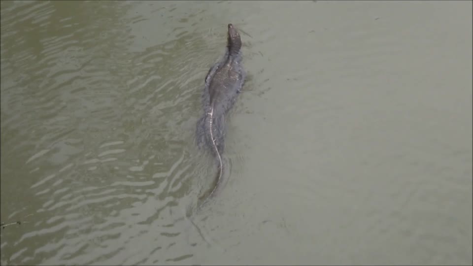 BIG lizard swimming in river