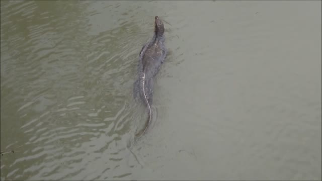 BIG lizard swimming in river