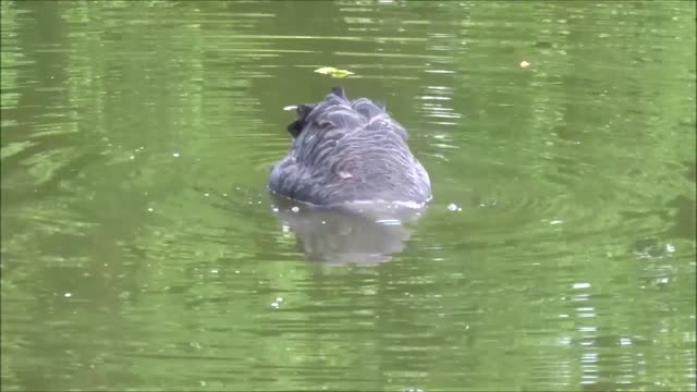Video: Black swan searching for food in water