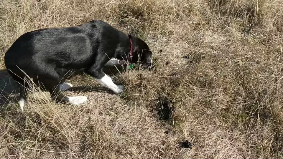 VID_20190503_101020