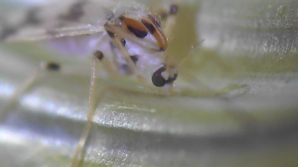 3 April 2022 / a fly