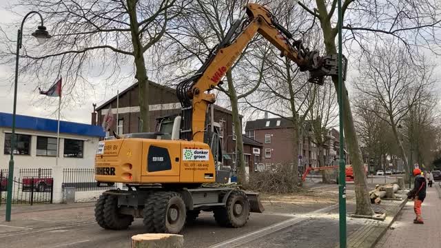 Kapellerlaan Roermond krijgt andere bomen