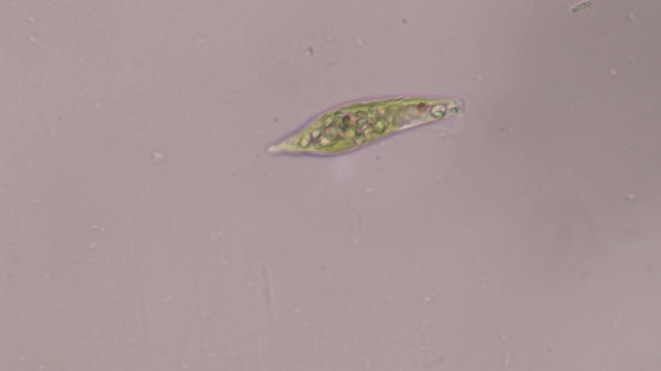 Flagellated Protozoa: Euglena