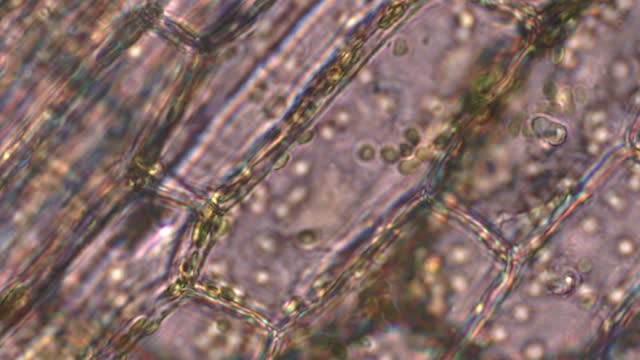 Video: cytoplasmic streaming in Egeria densa