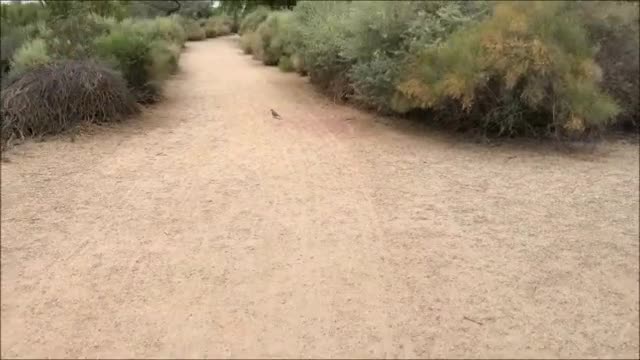 Riparian Preserve At Water Ranch - Gilbert, Arizona