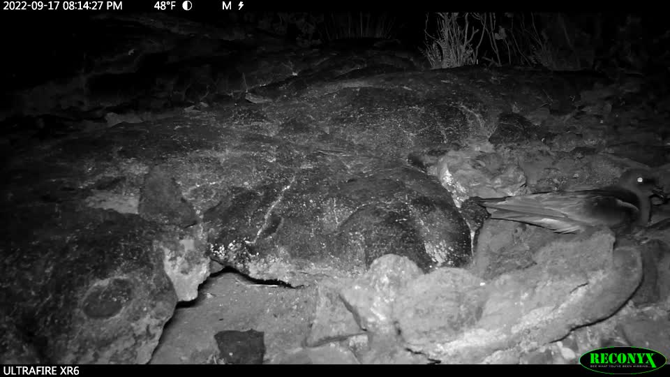 HAVO_20220917_NPS webcam footage ʻākeʻāke adult