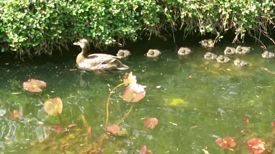 Mother Duck + Ducklings
