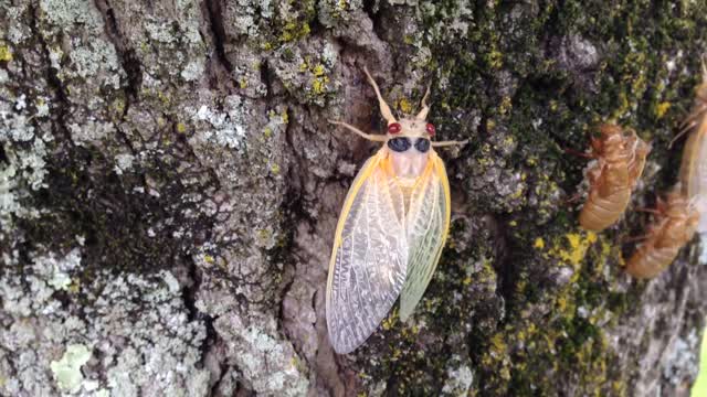 Brood V 17 year Magicicada periodical cicadas