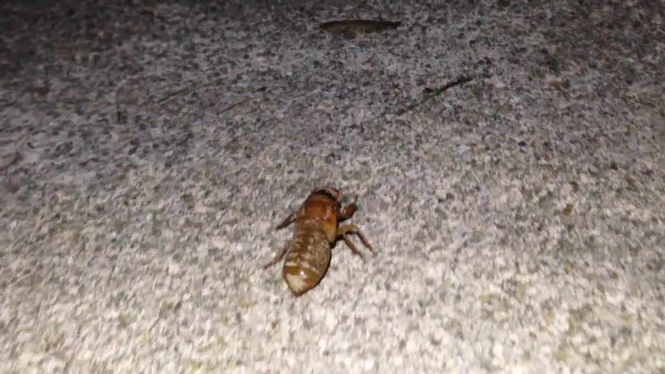 Unmolted cicada annoyed by discarded cicada wing