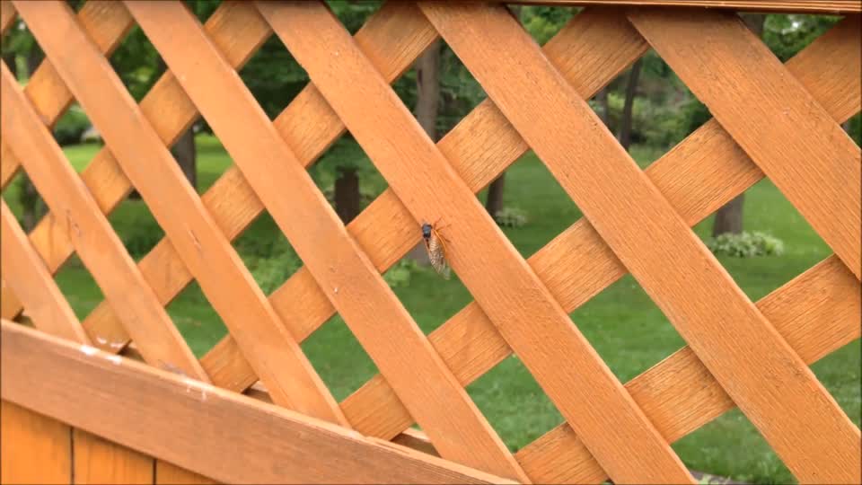 Cicada on fence makes noise and flies away