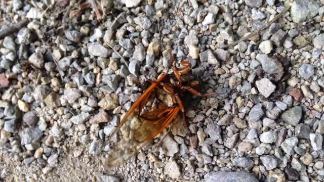 Brood V 17 year periodical cicadas