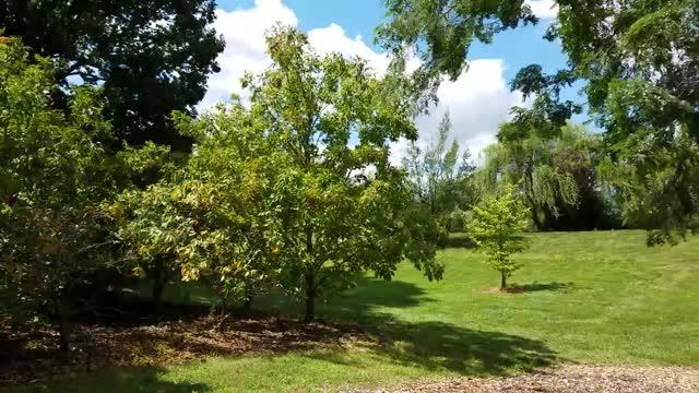 Ohio Buckeye