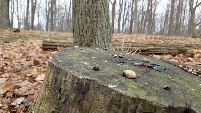 Smith Nature Park and Slyh Run