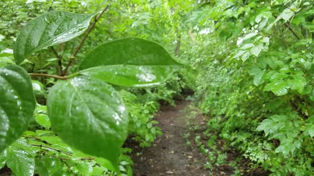 Carmack Woods Wetlands