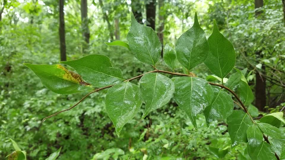 Carmack Woods Wetlands