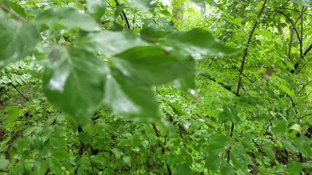 Carmack Woods Wetlands