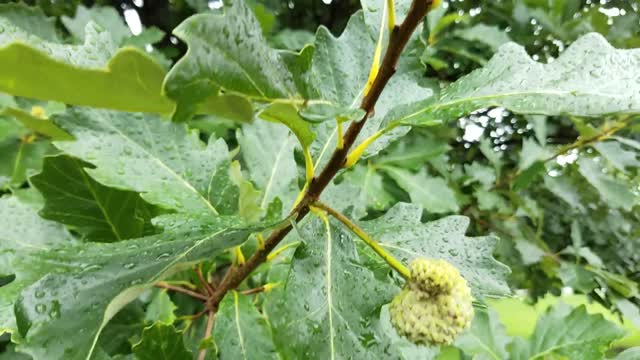 Swamp White Oak