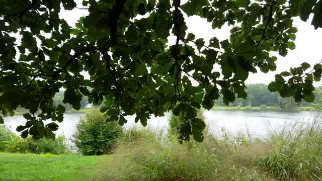 Swamp White Oak