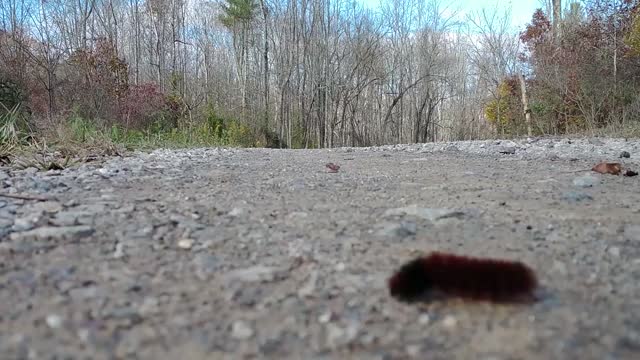 Vinton Furnace State Forest