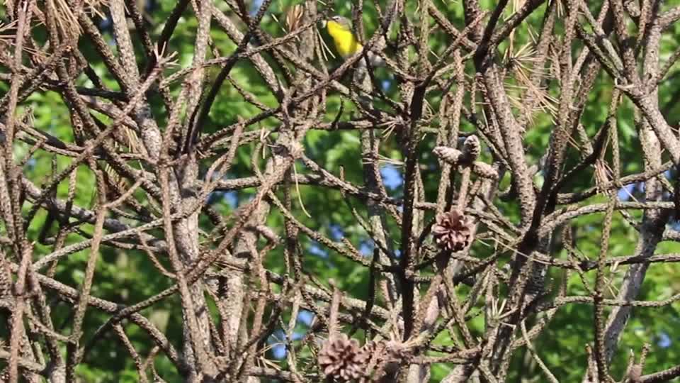 Yellow-breasted chat