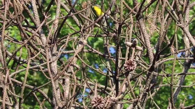 Yellow-breasted chat