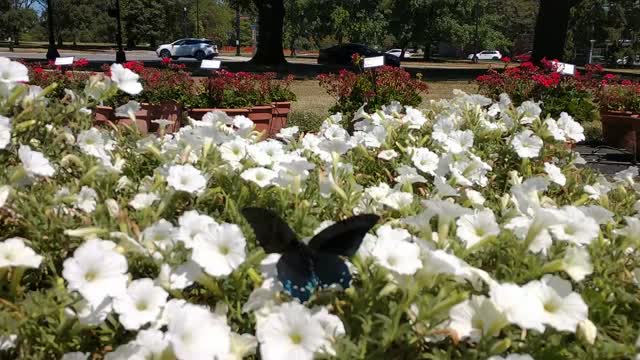 Petunia Supertunia Vista and pipevine swallowtail butterfly