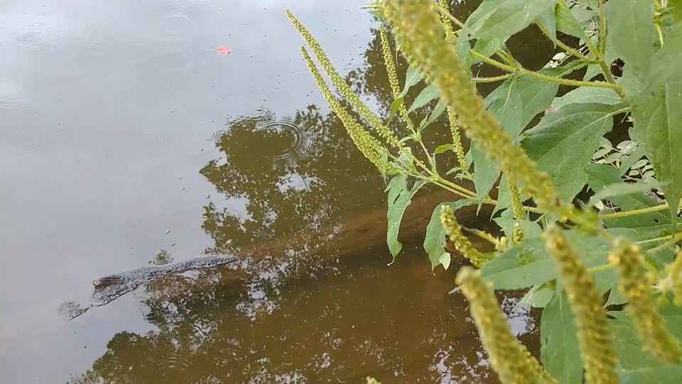 Greenfield Lake Wildlife Area