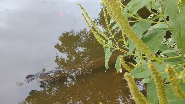 Greenfield Lake Wildlife Area