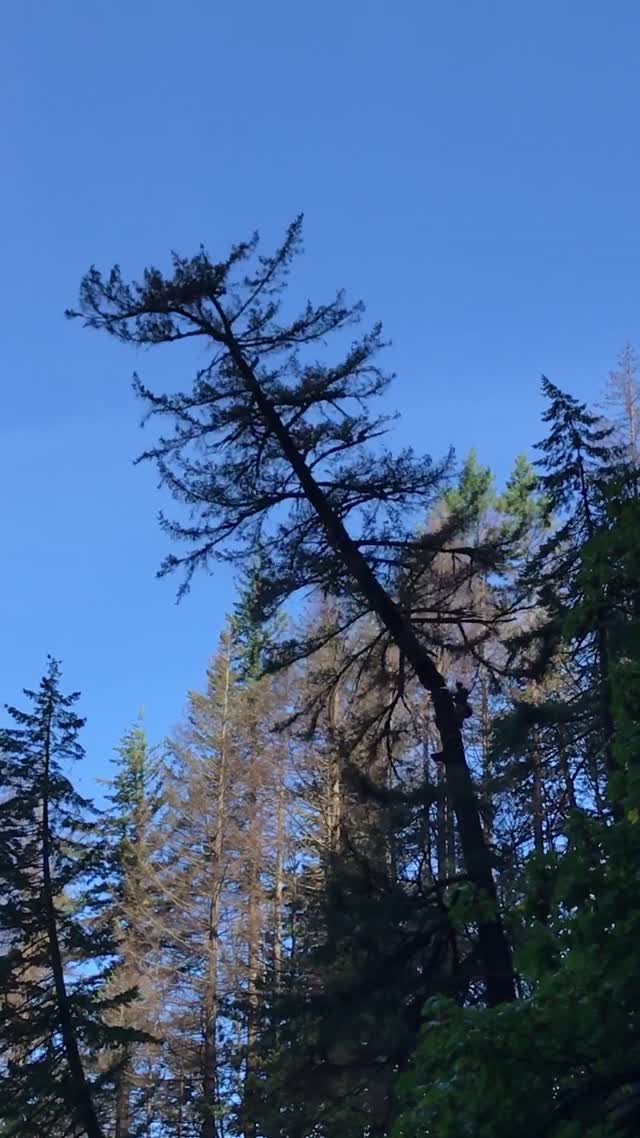 Removing hazard trees from the slopes around Multnomah Falls, Columbia River Gorge National Scenic Area