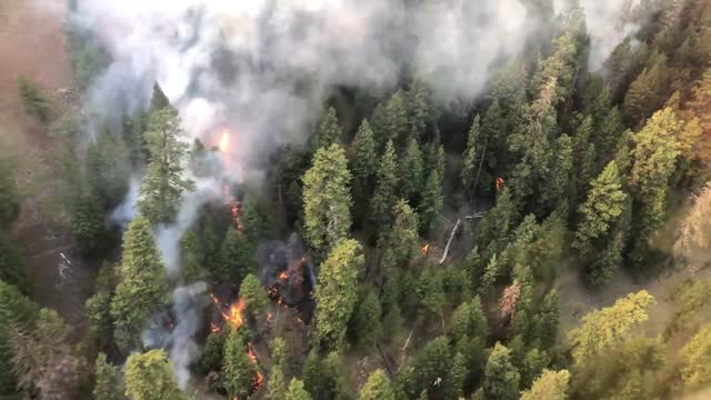 A helicopter flies low over the treetops overseeing the Canyon 66 Prescribed fire