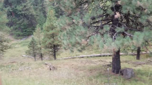 Fire fighters shoot spherical incendiary devices to ignite a section of the Canyon 66 Prescribed fire
