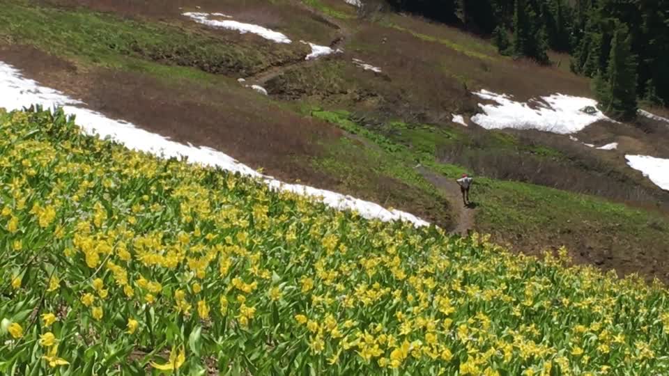 Distant Hiker and Flowers