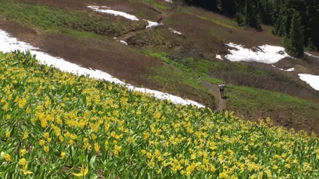 Distant Hiker and Flowers