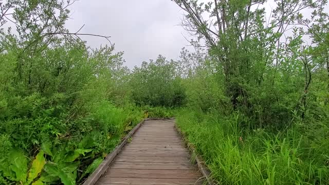 Hiking Big Four on a cloudy day, Mt. Baker-Snoqualmie National Forest. Video by Holly Snarr July 17, 2020