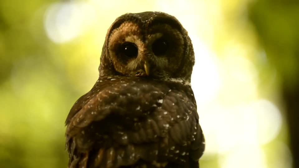 A Spotted Owl in the Wilderness of Mt. Hood National Forest