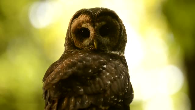 A Spotted Owl in the Wilderness of Mt. Hood National Forest