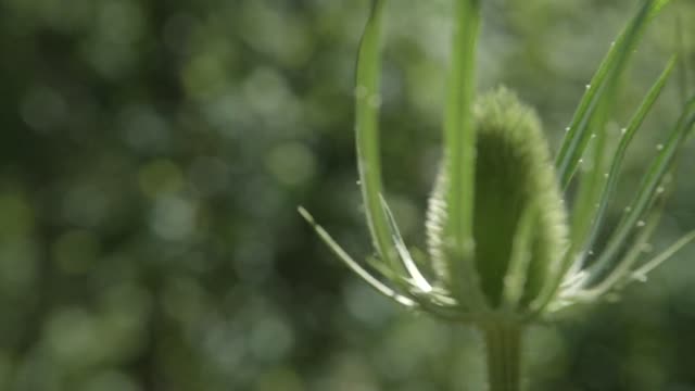 Differing Depth of Field Shot of Water Plants