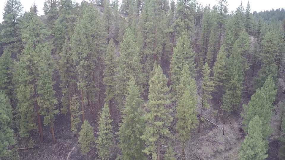 Ochoco Ranger Station 1