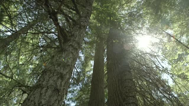 Angled Shot of a Clump of Trees with Sunlight Filtering Through Branches