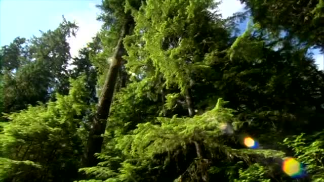 NatureScenes_loop (1)