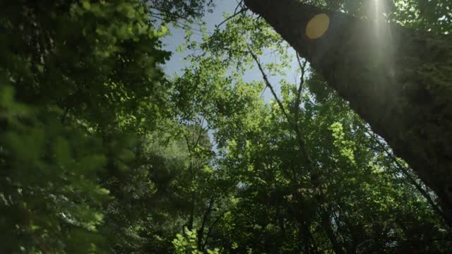 Sunslight Filtering through Branches of a Large Tree with Solar Flares
