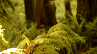 Wildlife Biologist Surveying Spotted Owls on Mt. Hood National Forest