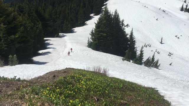 Hikers Walk Up a Snowy Hillside - B Roll