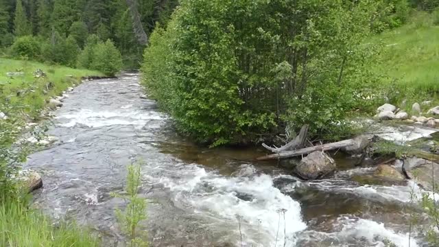 CNF Sherman Creek at Growden B-roll by Shar Puckett