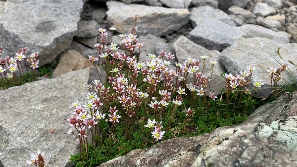 20210819_Tolmies_Saxifrage_Saxifraga_tolmiei_Table_Mountain_byMagentaWidner