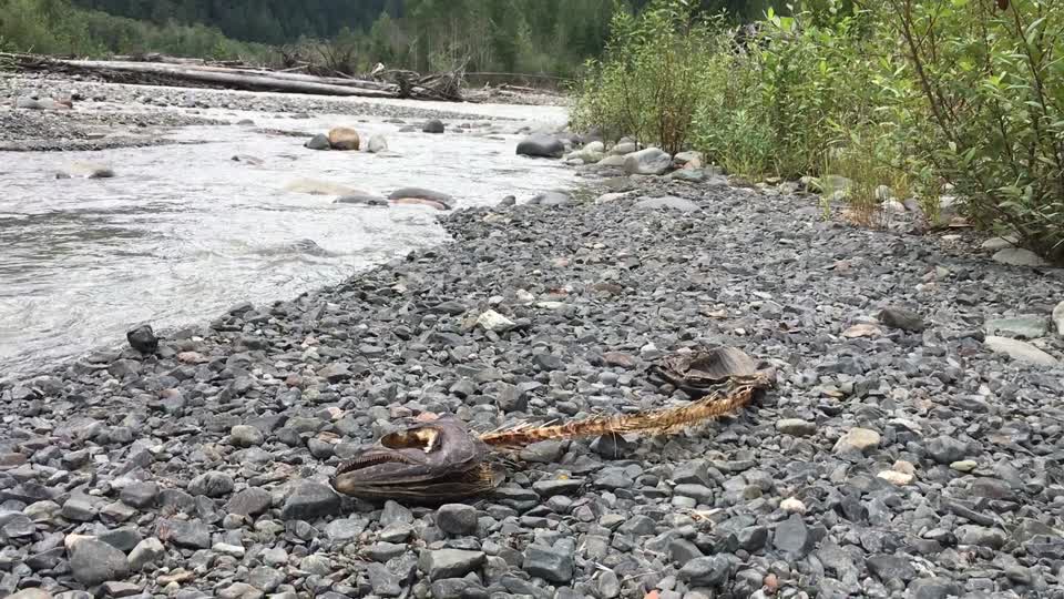 20210822_SalmonCarcass_NorthForkNooksackRiver_byMagentaWidner