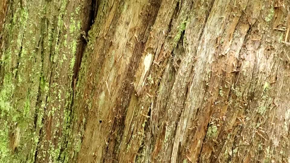 Western Red Cedar bark pan up Lookout Tree Trail Mt. Baker-Snoqualmie National Forest June 2020 Matthew Riggen