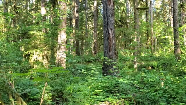 Forest pan up tree height Old Sauk Trail Mt. Baker-Snoqualmie National Forest June 2020 Matthew Riggen
