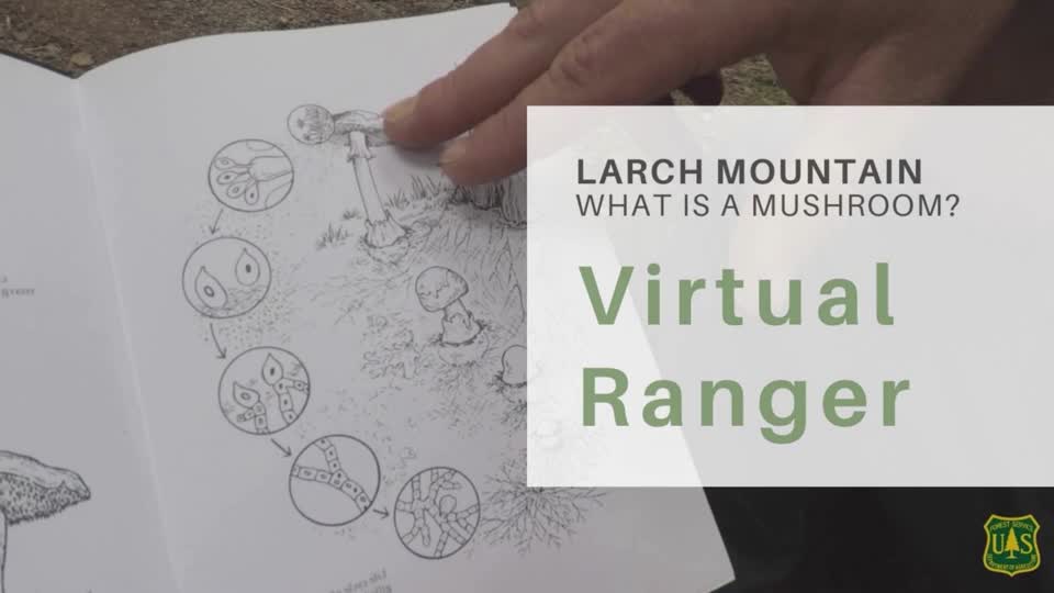 Larch Mountain - What is a Mushroom